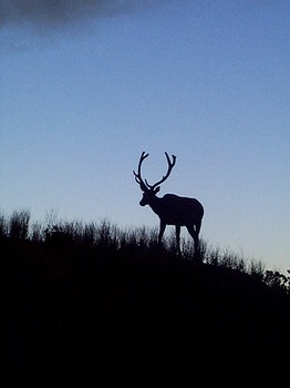Elk 002.jpg