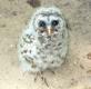 Baby Screech Owl.jpg