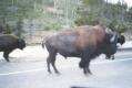 bison_herd_yellowstone_park.jpg