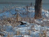 goose nesting in snow.jpg
