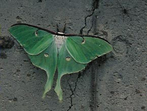 luna-moth.jpg