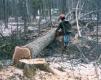 Sawyer Cutting Oak Logs.jpg