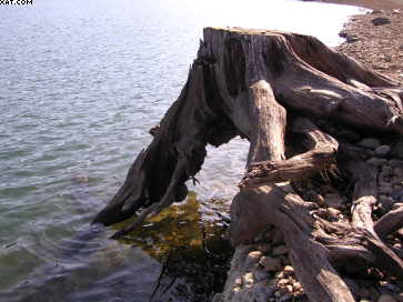 Root Wad in lake.jpg
