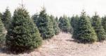 christmas_tree_plantation_groomed_trees.jpg
