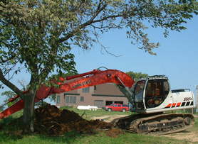 elm tree removal.jpg