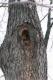 Flying Squirrel Den Tree in white oak.jpg