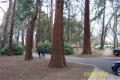 giant_sequoias.jpg