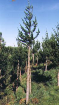 pines2.jpg
