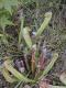 pitcherplant01.jpg