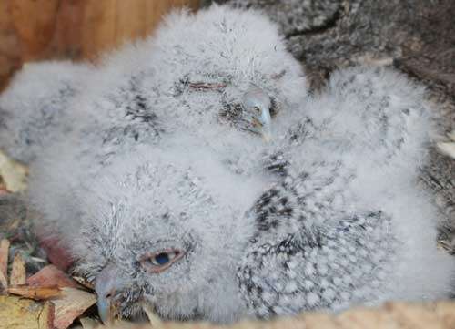 baby owls

