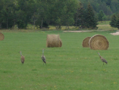 Sandhill Cranes
This photo was taken near Barbou in the eastern upper peninsula of Michigan
