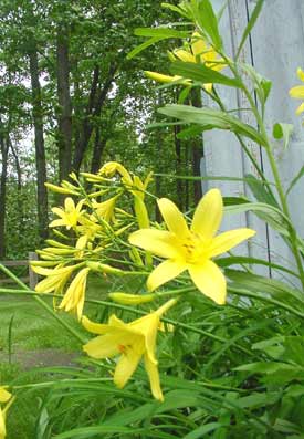 Day Lilly
By the corner of the Barn. They don't last near long enough.
