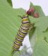 monarch_caterpillar_2.jpg