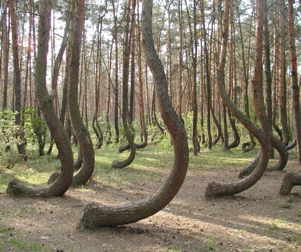 poland's crooked trees
Poland's Crooked Trees

