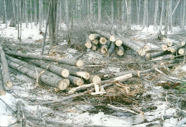 scan0001
Aspen Tree Bunch, Holcomb/Allen timber harvest, 4/11

