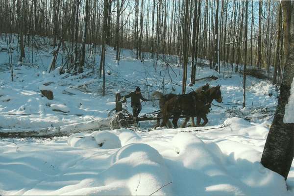 scan0001
Amish Horse logging, 12/10
