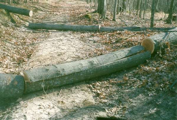 red oak sawlogs, split log
Schirmer hardwood sale, 11/10
