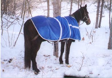 amish_hor5se
Amish horse, Schirmer hardwood sale; 1/10
