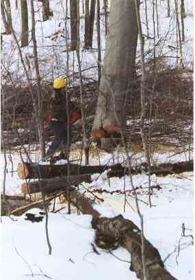 beech_tree_falling
"Timber", A falling Beech Tree; Wittke timber harvest; 4/06
