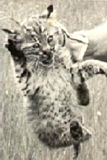 bob_cat_kitten
Bob Cat Kitten; Michigan's UP; 1957
