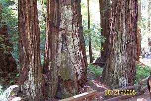 california_redwoods
California Redwoods, Muir woods, California
