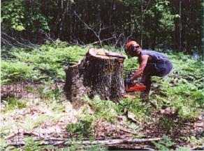 cutting_high_stumps1
Cuting High Stumps; Austin timber harvest; 6/06
