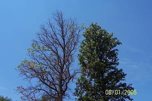 emeral_ash_bore
Emerald Ash Bore; Dying Ash Tree
