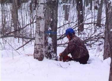 falling_hard_maple_deep_snow
Falling Hard Maple in Deep Snow; Nixon timber harvest; 2/08
