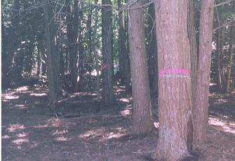 hemlock_lowland_hardwoods_marking
Hemlock/Lowland Hardwoods Selective Marking; Mosher timber harvest; 8/05
