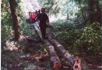 skidding_red_maple_tree_lengths
A "Pull" Of Red Maple Tree Lengths; Mosher timber harvest; 7/05
