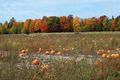 pumpkin_farm_fall1_2008.JPG