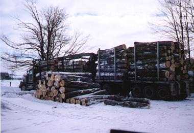 western_star_woodhauler4
Western Star Wood Hauler with sawlog load; Nixon timber harvest; 2/08
