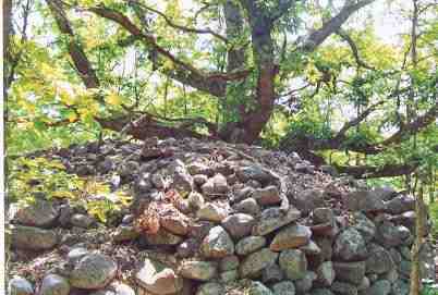 white_oak
White Oak growing in rock pile; Maturen timber harvest; 5/08
