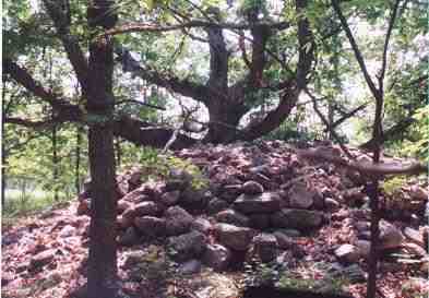 white_oak1
White oak growing in rock pile; Maturen timber harvest; 8/08
