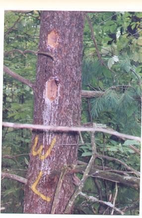 wildlife_cavity_tree
Wilflife Cavity Tree; Sheffer timber harvest; 10/07
