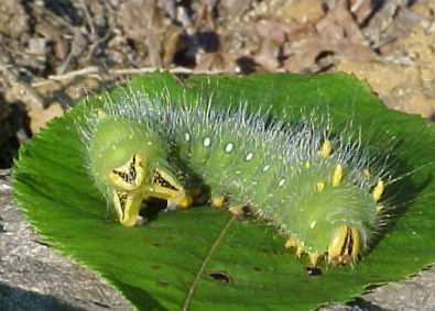 imperialmoth2
