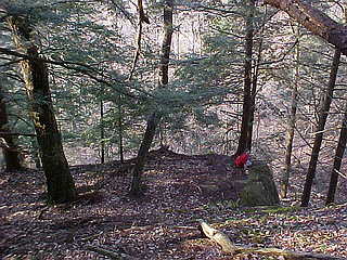 mcliff3
a nice hemlock grove on top of a 40 foot cliff, too tough to log. The adelgid has about wiped it out now
