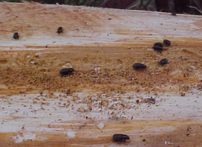 pine bark beetles
