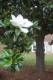 MagnoliaGrandiflora.jpg