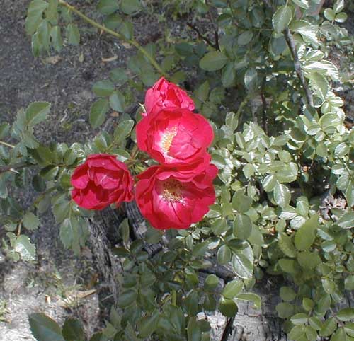 rose-miniature-09a.jpg