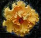 hibiscus-oct08-2-opt2.jpg
