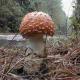 mushroom-1a.jpg