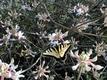 tom-wild-azalea-butterfly-06.jpg
