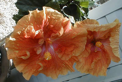 Gael's hibiscus
She saved it from the coons.
