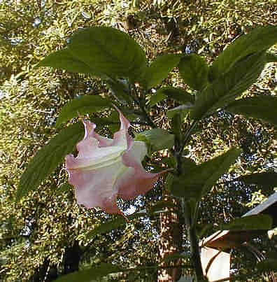 the wife's angel trumpet
