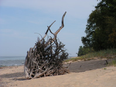 Beach Stump.jpg
