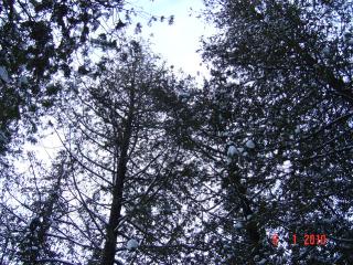white cedar
