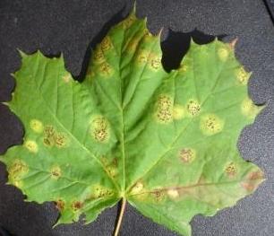 maple leaf spots
