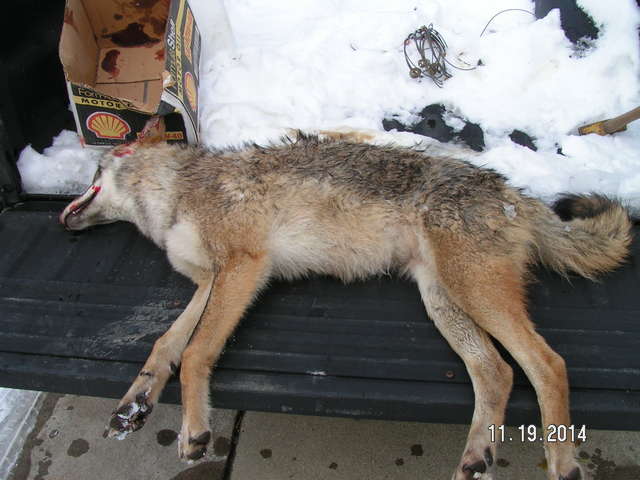 Coyote 
My first Coyote , caught in a snare
