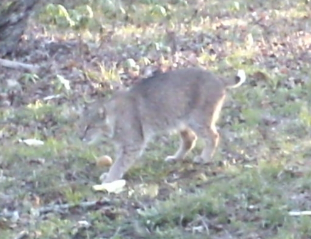 Bobcat 2016
Got this picture of bobcat on my trail cam earlier this year.  It was right at sunup.
